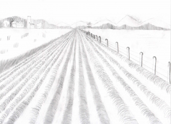 Gara galam bilen surat çekmek